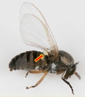 .. 1) Nos insetos o tórax tem uma segmentação