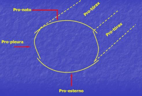 PROTÓRAX MODIFICAÇÕES DO