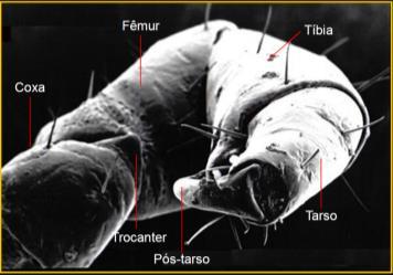 Escansorial Escansorial