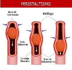 Para que serve as fibras No corpo Enchem o estômago proporcionando uma