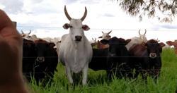 Em trabalho conduzido na fazenda Santa Terezinha, no município de Uberlândia, durante a estação de monta 2014/2015, foi possível observar os benefícios do BellMais Fertilidade e o impacto positivo