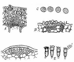 12 FIGURA 1. Fases do ciclo de Puccinia coronata, sob microscópio.