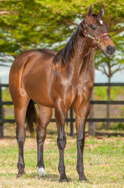 FAZENDA E HARAS SÃO GABRIEL Lote 20 ATINA STEEL HFGF P233926 F Z 17/02/16 VENDEDOR: FAZENDA E HARAS SÃO GABRIEL GLADIADOR STEEL EVFS DONA RELIC FRED PHA SHADY STEEL SLN GLADIADORA CASH PP DON SANJAY