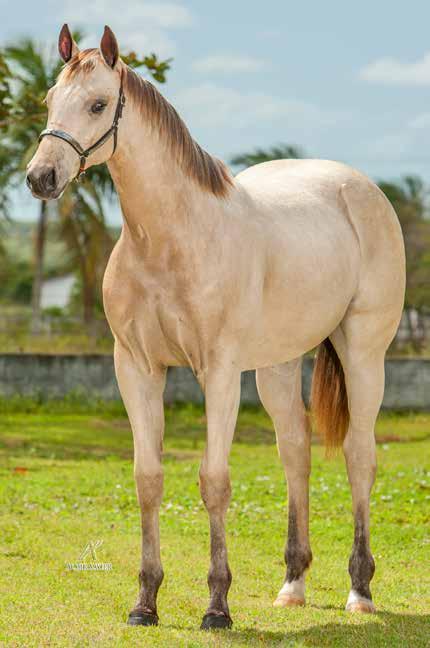 HARAS CONFIANÇA Lote 26 MISS JAY ROJO RHC P240565 F B 08/09/16 VENDEDOR: HARAS CONFIANÇA SIMPATIA ROJO JR SUZAN JAY OA SHADY STEEL SLN BELLE ROJO JR MAN JAY MOON DREAM S DARA BAR OA P.F. TRABALHO 2020/VAQUEJADA 2021 EBB TIDE BAR THUNDER CHIEF ANGEL PEPPY LEE KEYS TO THE MOON SOUL JAY VETO DA SERRAZUL LOTERIA DA SERRAZUL SIMPATIA ROJO JR: 62 PTS DE RMT EM VAQUEJADA.