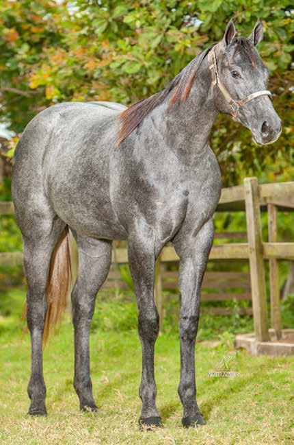 HARAS PARAÍSO Lote 46 MISS APOLLO KEYS LTL P230027 F T 11/11/15 VENDEDOR: HARAS PARAISO APOLLO WEST MRL DYANNE KEYS HFV APOLLO VM MY LOVEWEST SA MR BLUE KEYS TMR GRACE BASKER JET TORO FOR TEARS ONLY