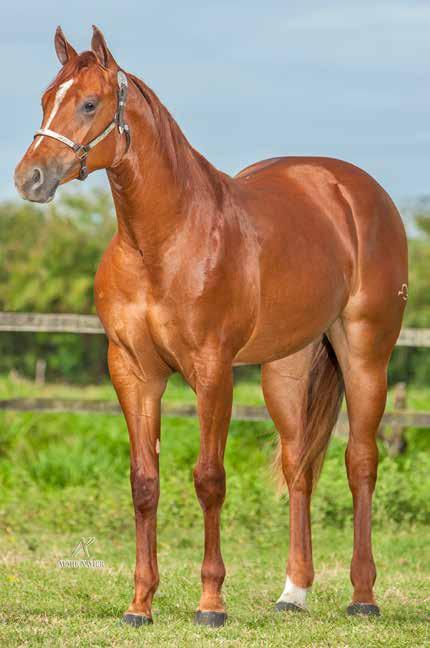 É PRODUTOR DE EMBAIXADOR DUAL, 23,5 PTS DE RMT EM VAQUEJADA, CAMPEÃO DO DERBY ABQM EM 2017, AMABOR E 5 LUGAR NO POTRO DO FUTURO ABQM EM 2016; BRASILEIRO DUAL, GARANHÃO DA FAZENDA UBERABA, GANHADOR DE