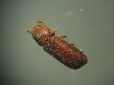 vespa Sitophilus