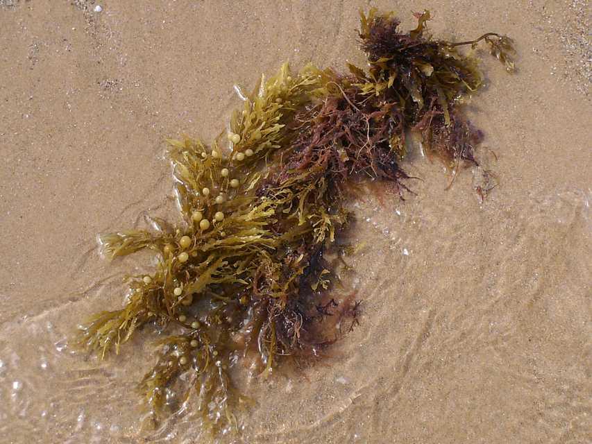 PARDAS Clorofila a e c, Fucoxantina (marrom). Reserva: Laminaria (Poli).