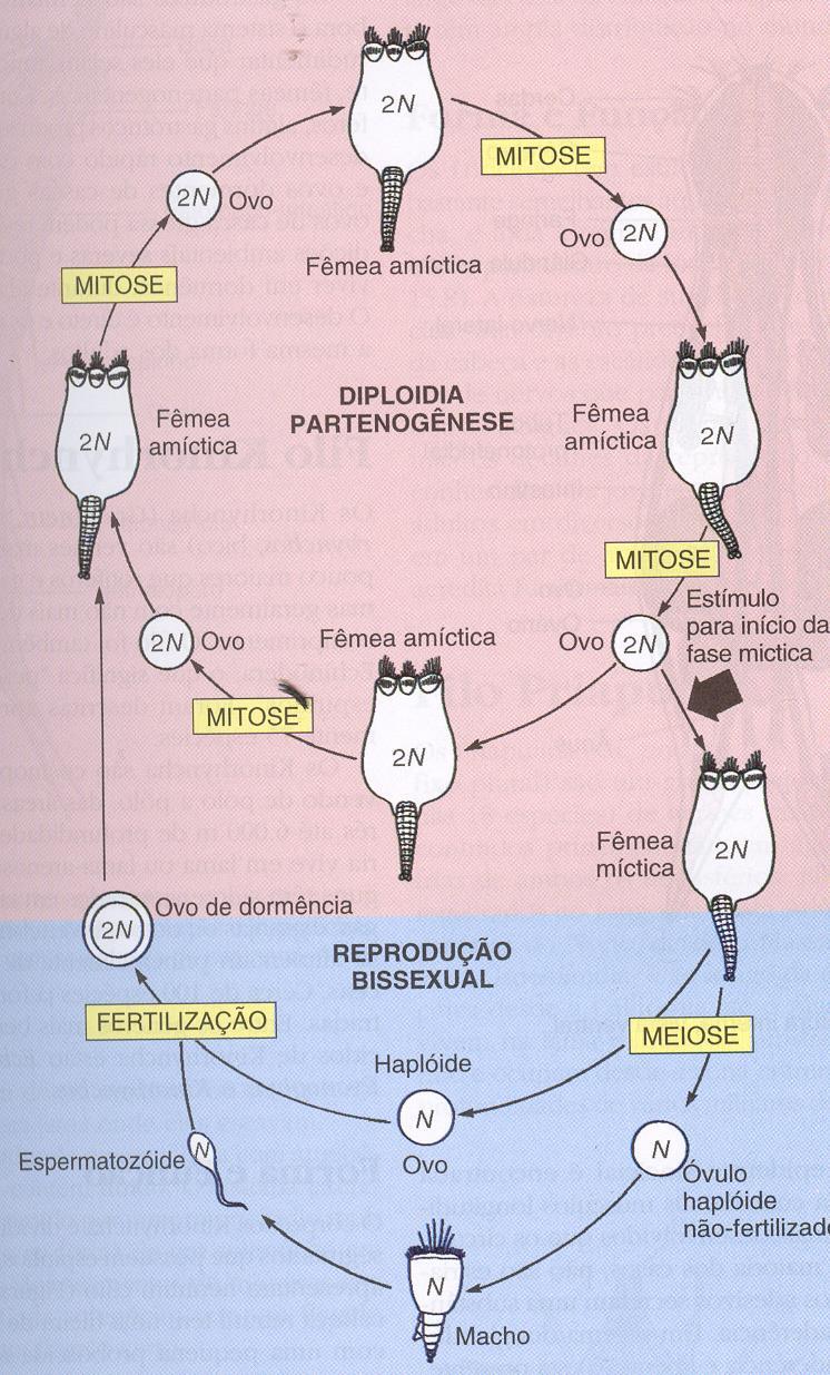 Reprodução Partenogênese Fêmeas amícticas (2n) ovos 2n (várias gerações r.
