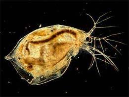 Daphnia pulex