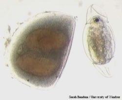 Daphnia similis: adulto (A)