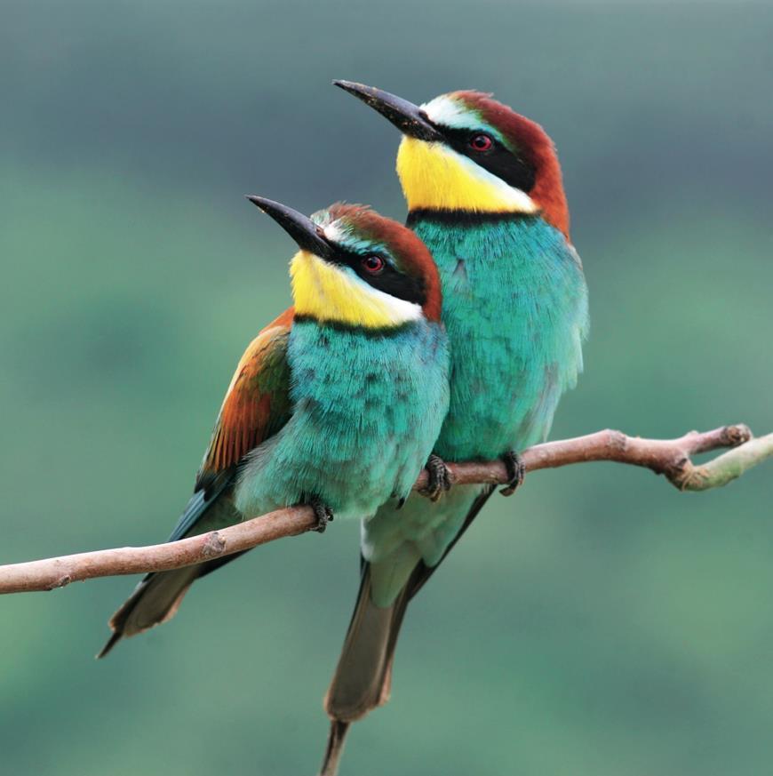 Aves Abelharuco