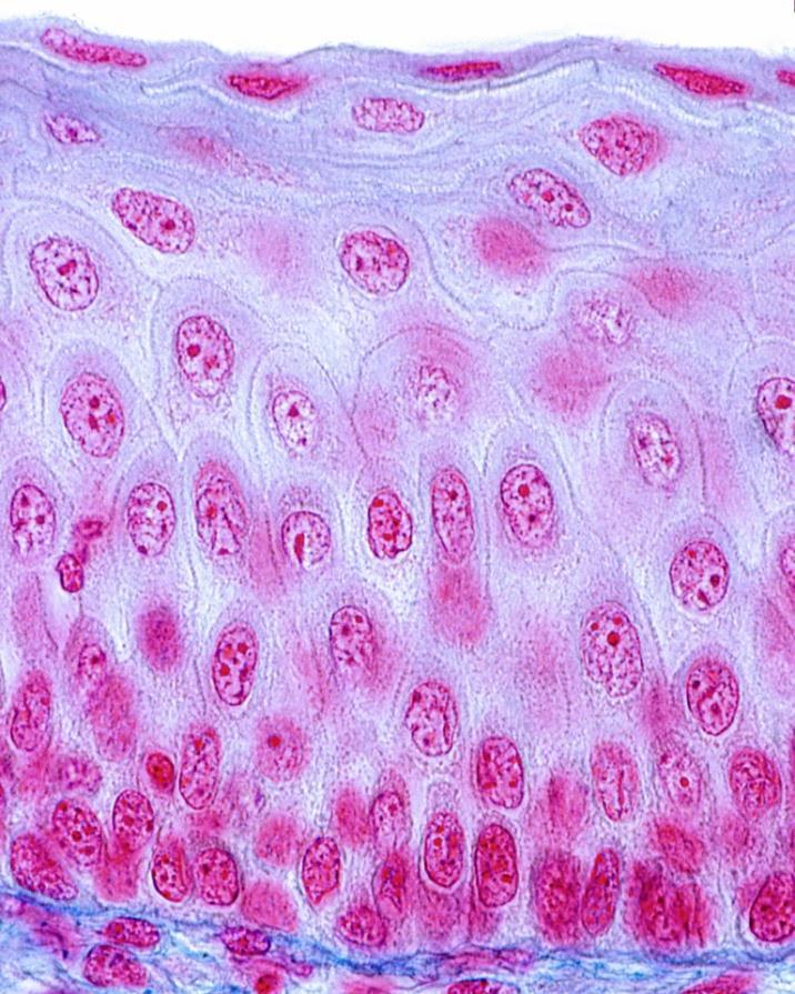 Níveis de organização biológica: tecido Conjunto de células semelhantes que desempenham uma(s)