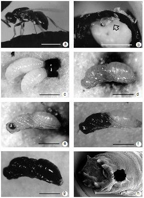 Fonte: GRASSBERGER & FRANK, 2003 Fonte: GRASSBERGER & FRANK, 2003 Figura 2: Estágios de desenvolvimento de Nasonia vitripennis sobre o hospedeiro: a, fêmea de N.