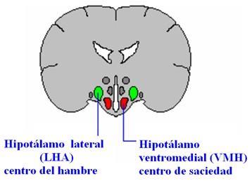 CENTRO COORDENADOR - HIPOTÁLAMO Neurônios hipotalâmicos integração das informações sensoriais Possuem receptores químicos e térmicos Captar