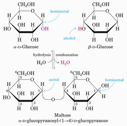 Dois monossacarídios unem-se por ligação glicosídica formando um