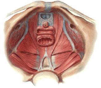 7 Pubococcígeo Íleococcígeo FIGURA 3: Diafragma pélvico: vista superior (adaptado de Netter F, 1999).