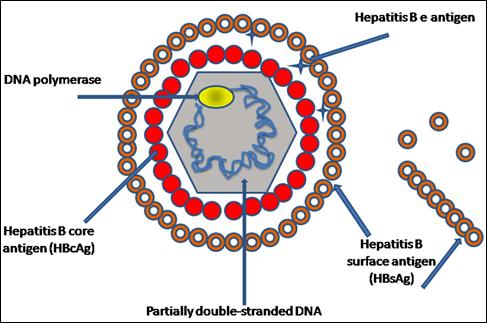 Marcadores sorológicos na hepatite B Vírus da hepatite B (VHB ou HBV) HBsAg: Ag de superfície do HBV -