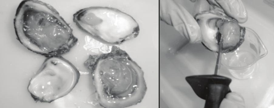 Figura 4 - Pool do molusco. Figura 2 - Abertura da ostra. Etapa 3: retirada do molusco da concha.