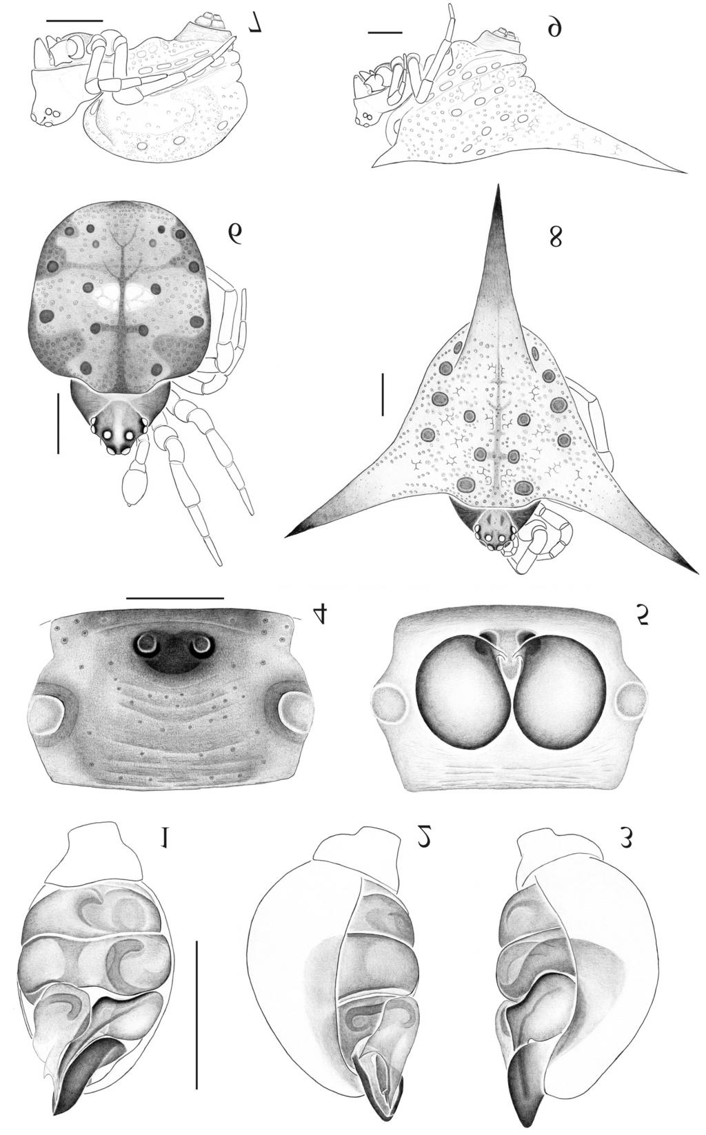 249 Figuras 1-9. Phoroncidia piratini sp. nov. 1-3, palpo do macho: 1, ventral; 2, mesal; 3, ectal.