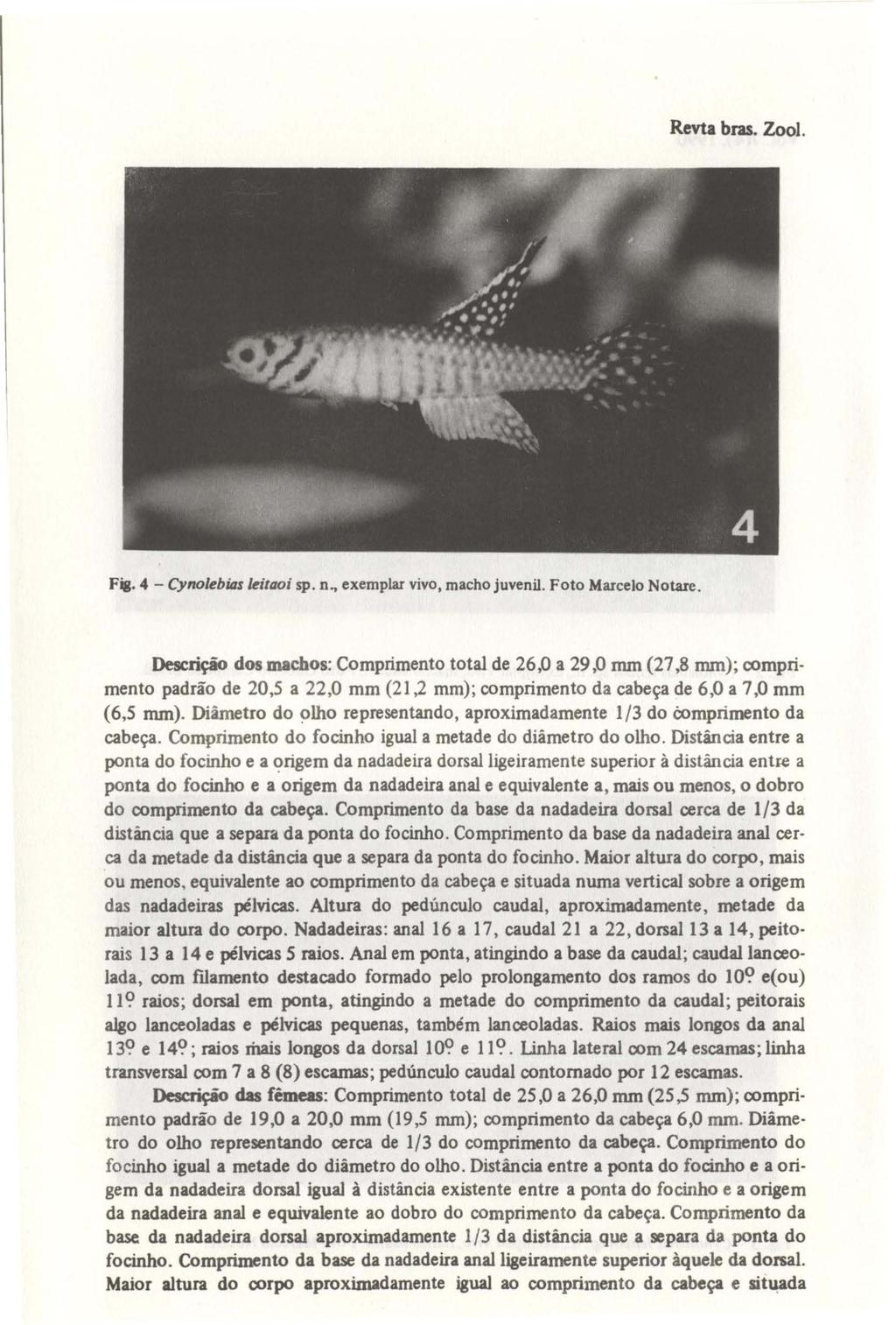 Revta bras. Zool. Fig. 4 - Cynolebilu leilaoi sp. n~ exemplar vivo, macho juvenil. Foto Marcelo Notare.