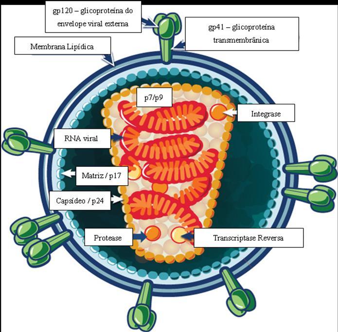 1.2. ESTRUTURA E GENOMA DO HIV-1 A partícula viral infecciosa do HIV-1, ou vírion, é esférica, possui aproximadamente 100-120 nm de diâmetro, apresentando em sua camada mais externa um envelope viral