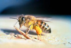Abelha africanizada =alta produtividade e resistência a doenças Cruzamentos entre: Raça de abelha-africana Apis mellifera