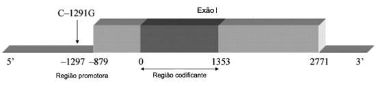 Capítulo I Introdução 1.2.2.2.1 Gene ADRA2A: polimorfismo C-1291G O gene ADRA2A localiza-se no cromossoma 10q23-q25 (Yang-Feng et al.