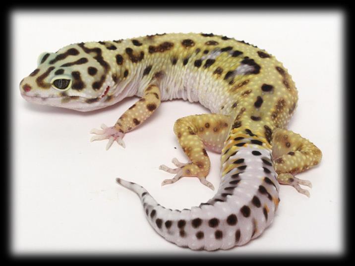 Care Sheet xgeckos Portugal Origem Afeganistão, Paquistão e Índia Esperança de vida 15 anos Nome científico Eublepharis macularius Família Eublepharidae Tamanho 20 para 25 cm Temperatura 29 para 32