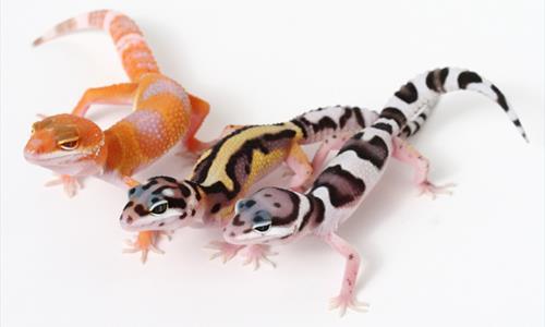 Caracteristicas dos Geckos Leopardo Este réptil pertence à classe Reptilia, ordem Squamata, subordem Sauria,família Gekkonidae, subfamília Eublepharinae, gênero Eublepharis e espécie Eublepharis