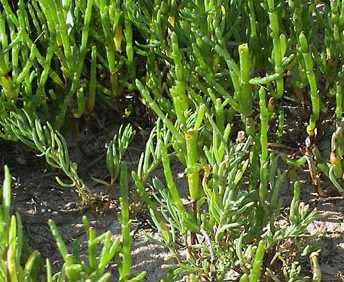 1 Salicornia fragilis (Salinas do Vau) Salicornietum fragilis