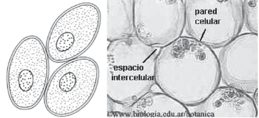 Morfologia e Anatomia Vegetal CARACTERES GERAIS O parênquima é constituído por células vivas, geralmente bem vacuoladas, fisiologicamente complexas, em geral com paredes primárias, pouco