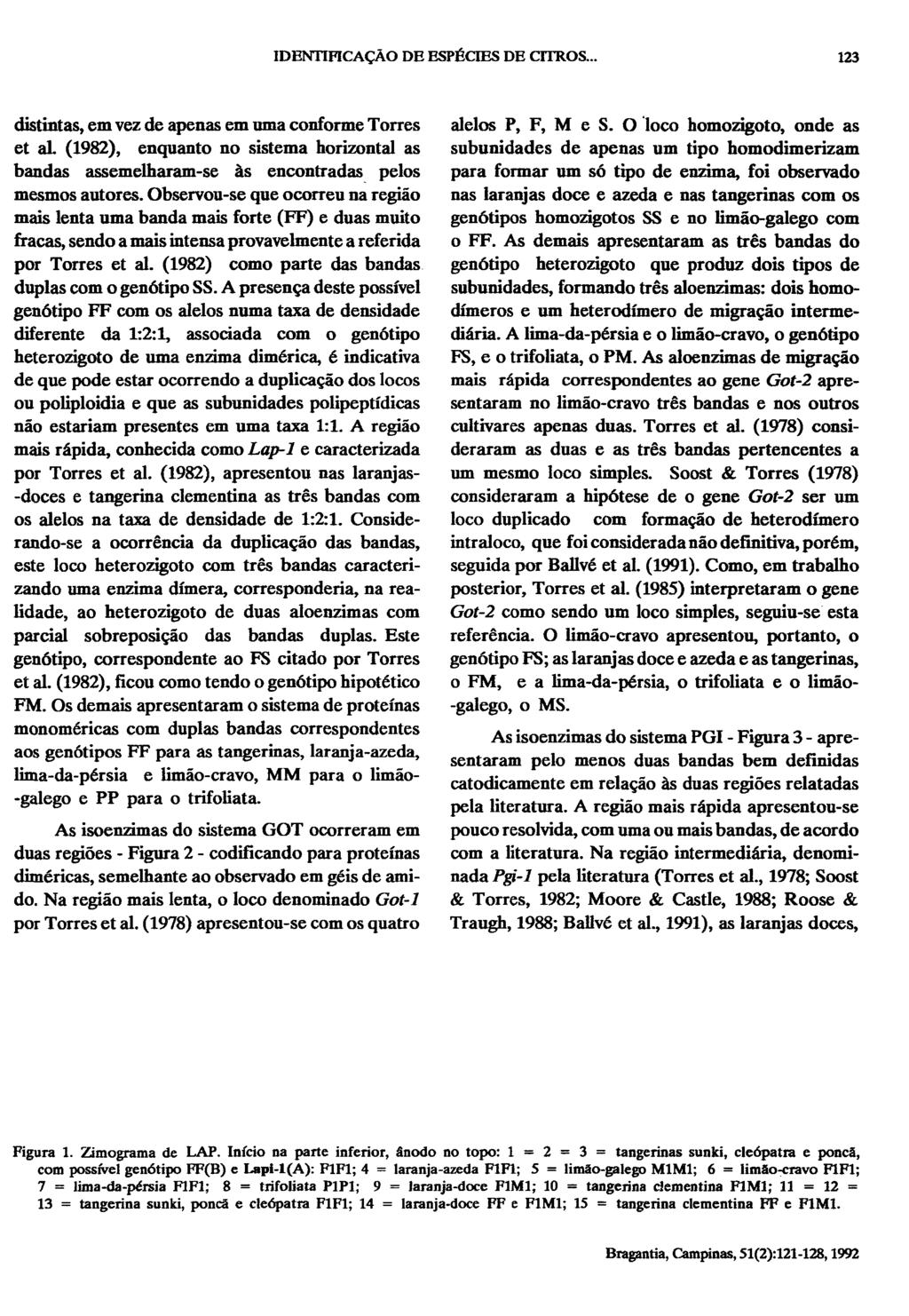 distintas, em vez de apenas em uma conforme Torres et ai. (1982), enquanto no sistema horizontal as bandas assemelharam-se às encontradas pelos mesmos autores.