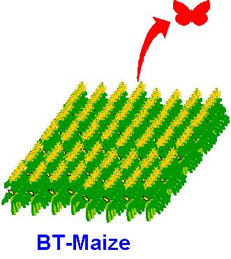 br Bt Resistente Refúgio Não Bt Positioning - CORN with MIR162