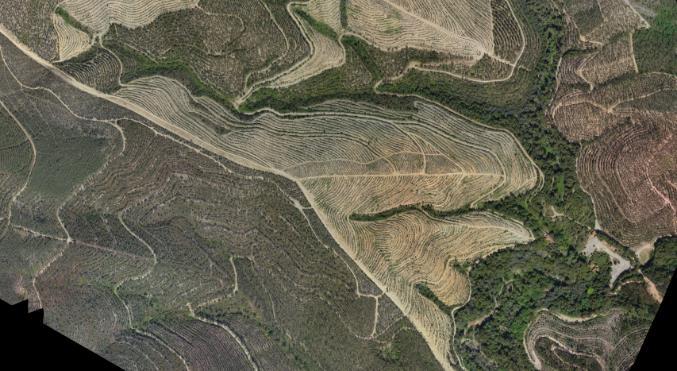 Avaliar o estado da floresta ao olhá-la por