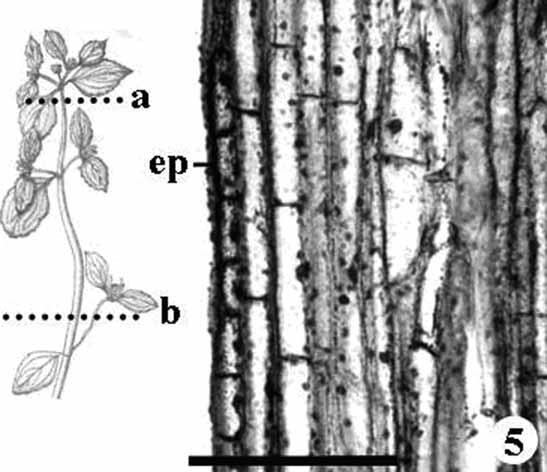 Estudo morfoanatômico preliminar do caule e da folha de Acanthospermum