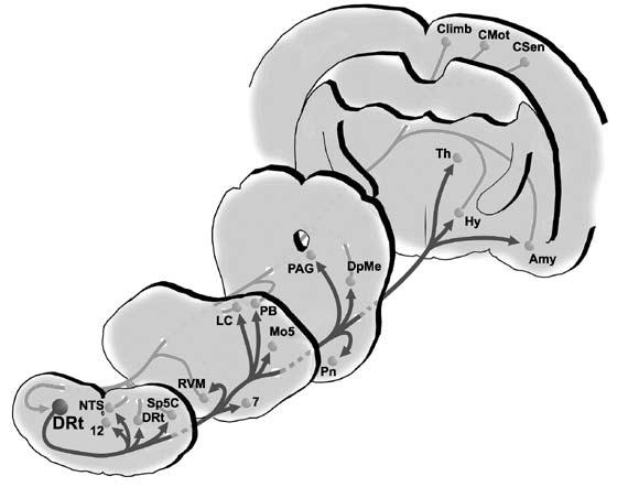 Dor (2006) 14 Figura 1. Representação esquemática das projecções encefálicas aferentes e eferentes do DRt.