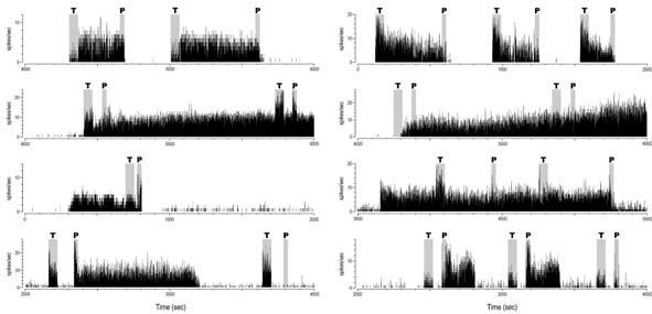 C. Monteiro, et al.: Biestabilidade da Actividade Espontânea nos Neurónios da Medula Espinhal Dorsal do Rato A B C D E F G H Figura 2.