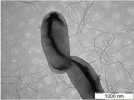 Taxonomia das bactérias capazes de formar nódulos em leguminosas Bactérias conhecidas genericamente