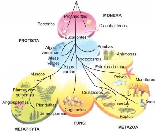 (D) 1 Classe; 2 Família; 3 Gênero; 4 Ordem. (E) 1 Classe; 2 Ordem; 3 Família; 4 Gênero. 03 - A respeito do esquema acima, assinale a alternativa correta.