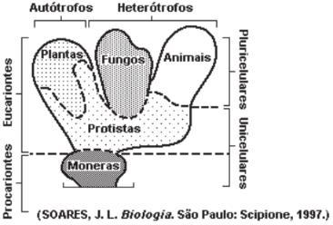 05 - O diagrama a seguir mostra a classificação dos seres vivos em cinco reinos, considerando a combinação de três critérios: número de células, existência de núcleo individualizado na célula e forma