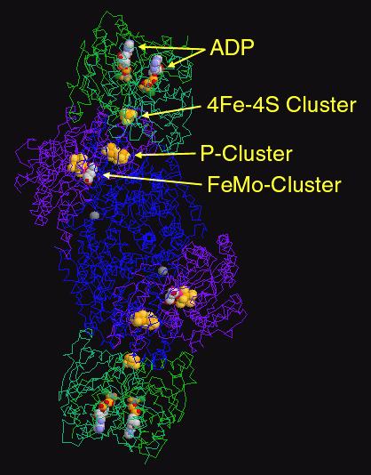 Bioquímica da Fixação Biológica do Nitrogênio Duas enzimas são importantes e constituem o complexo da Nitrogenase Dinitrogenase redutase Homodímero (2 NifH) PM 60.