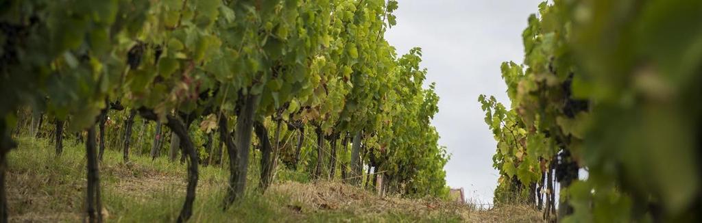 15. Bairrada Wine Tour Dia Inteiro - Tour Venha descobrir a Bairrada durante um dia inteiro.