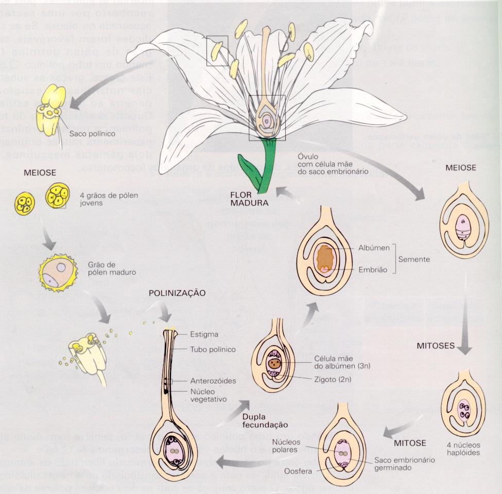 Polinização e