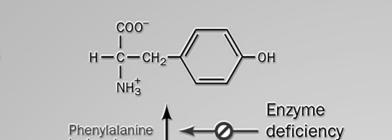 Fenilpiruvato Fenilalanina Tirosina