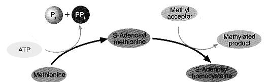 Trans-sulfuração sulfuração e metilação (SAM) Metabolismo da Metionina