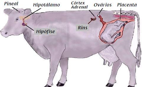 Introdução Glândulas Endócrinas