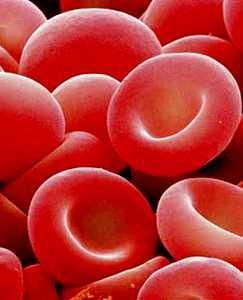 Maturação dos eritrócitos Maturação do eritrócito: síntese de hemoglobina e a formação de