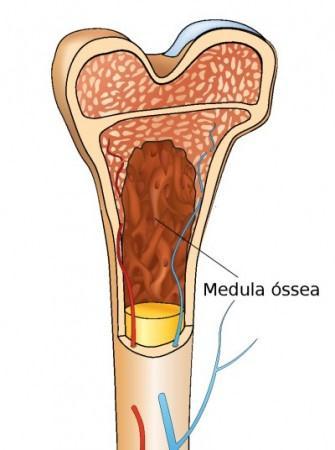 Medula óssea Encontrada no canal medular dos ossos longos e nas cavidades dos ossos esponjosos; Vermelha: Presença de eritrócitos em vários estágios de maturação;