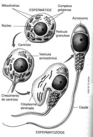 10. Conforme a célula se transforma em espermatozoide, o complexo de golgi se torna o acrossomo, desaparece o retículo